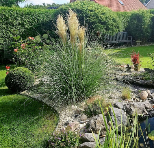 White Pampas Grass Pumila - Fast Growing Ornamental Grass with White Blooms, Cortaderia selloana, Low Maintenance for Gardens