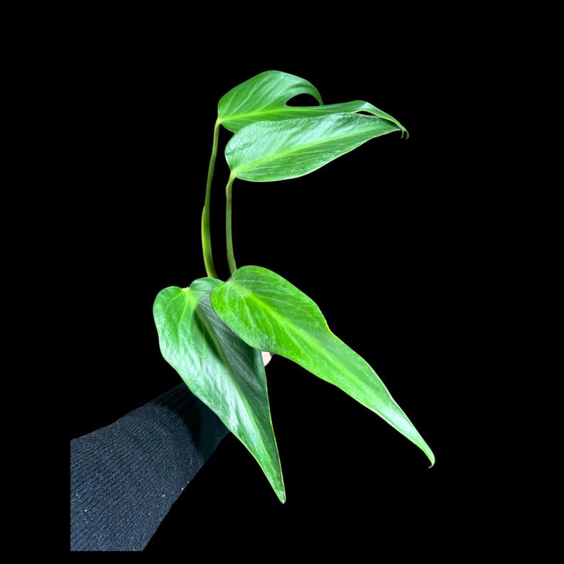Monstera Burle Marx Flame Plant in Nursery Pot - Monstera Dilacerata - Rare Aroid with Unique Leaf Shape - US Seller