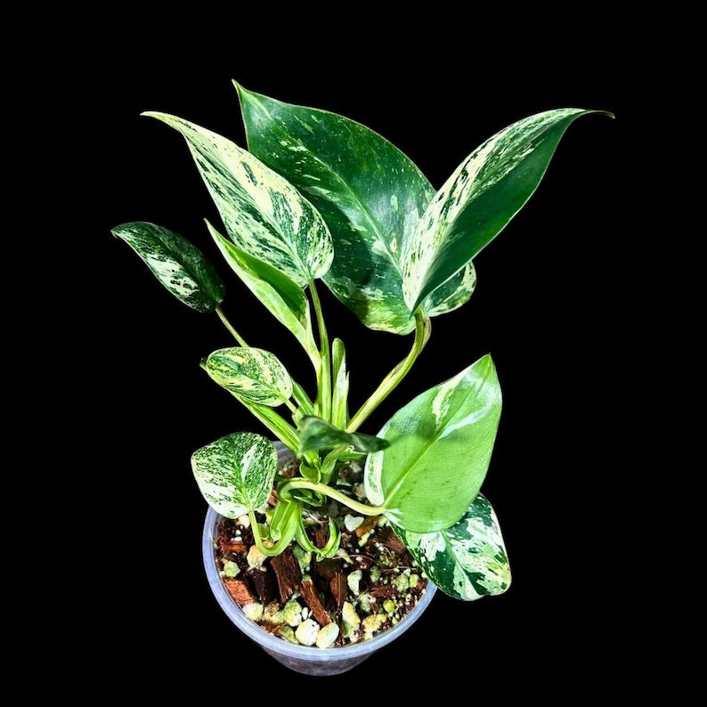 Philodendron Emerald Queen Variegated Plant - Rare Aroid Houseplant in Nursery Pot - Collector's Tropical Plant