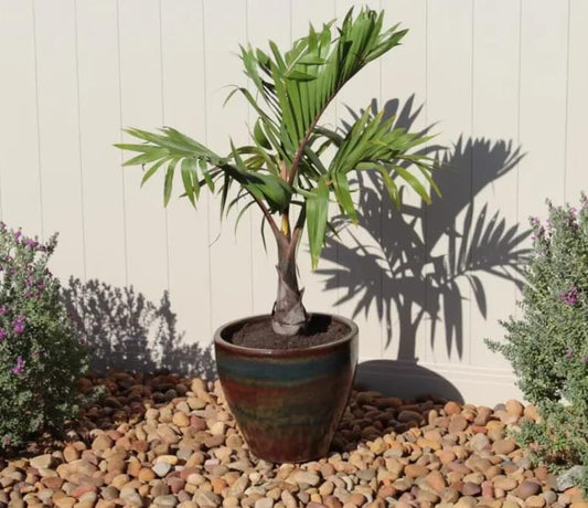 Bottle Palm Plant - Indoor/Outdoor - Hyophorbe lagenicaulis - Unique Bottle-Shaped Tropical Palm with Arching Leaves