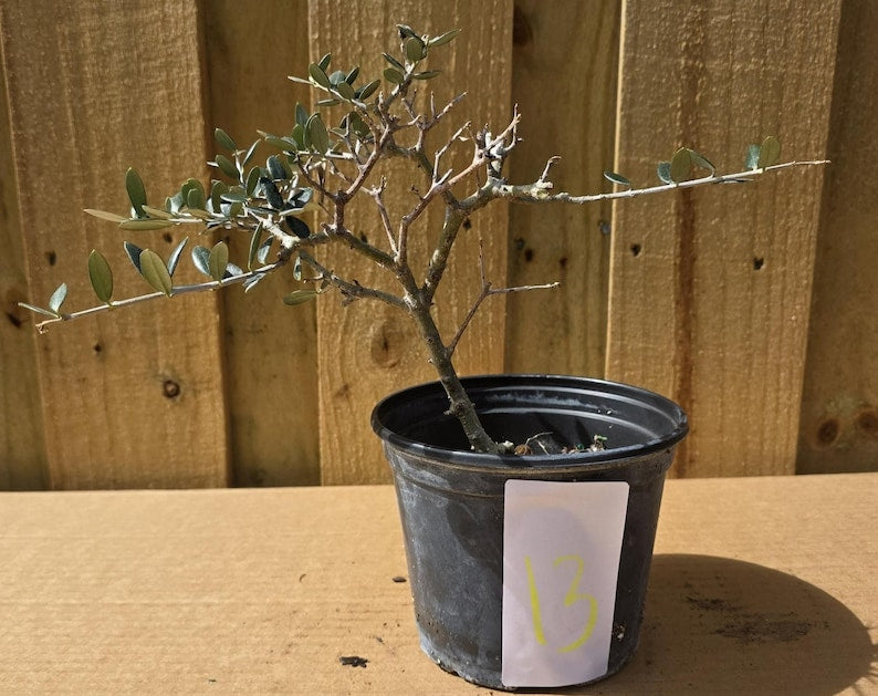 European Olive Bonsai Start - Olea europaea - Live Plant - Pre Bonsai - Outdoor Grown - Clearance