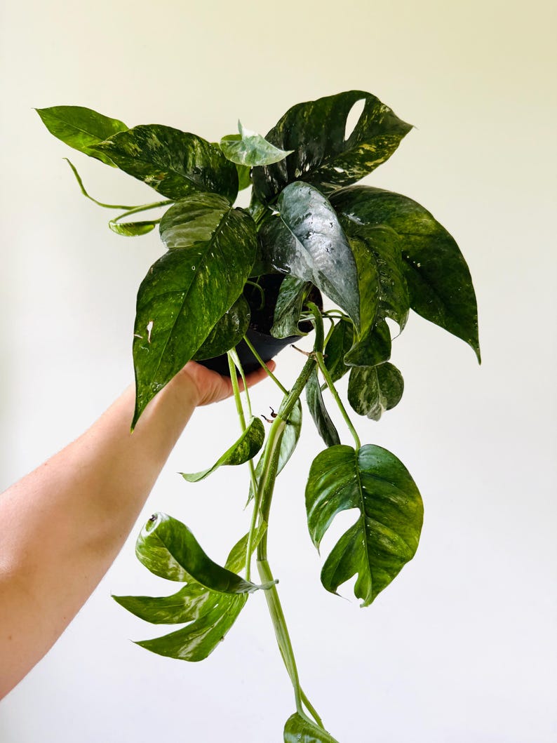 Epipremnum Pinnatum Variegata Plant - 6” Pot - Rare Variegated Trailing Plant - Fenestrating Houseplant