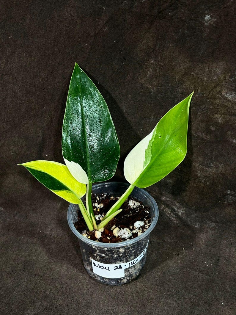Philodendron Green Congo Potted Plant - Super Rare Variegated Aroid - Easy-Care Tropical Plant - Live Houseplant