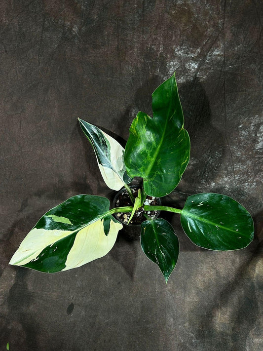 Variegated Philodendron Green Congo Potted Plant | Easy-Care Tropical Aroid | Lush Green Foliage | Philodendron spp.