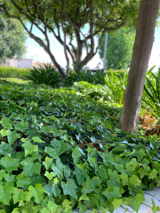 9 Pack 3.5" Green English Ivy Plants - Hedera helix - Evergreen Climbing Vine for Indoor or Outdoor Use
