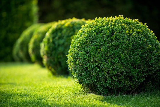 Topiary Tree - Eugenia Globulus Sphere - Evergreen Topiary for Outdoor Garden & Landscape - Classic Shaped Tree