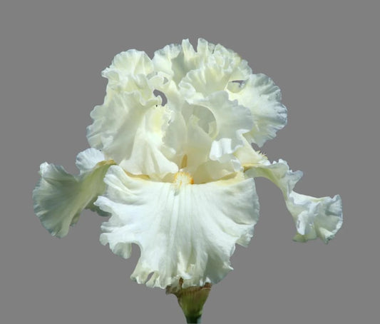 Boston Cream Tall Bearded Iris Rhizome - Fragrant Heirloom Iris - Iris germanica - Preorder Fall 2025 - Ships September 2025