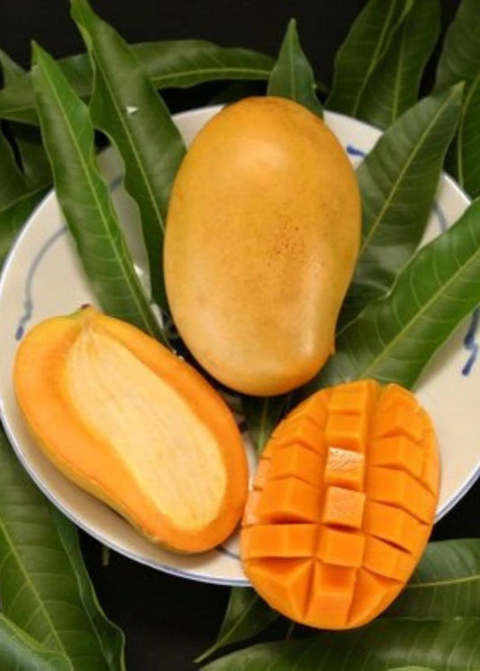 3 Gallon Mallika Mango Tree - Grafted, 2 Feet Tall - Mangifera indica