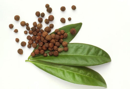 AllSpice Plant 4” Pot - Pimenta dioica - Aromatic Spice Plant for Culinary Use