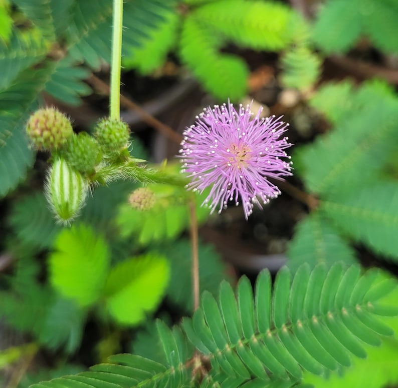 Sensitive Starter Plant - Mimosa pudica - 4" Pot - Touch-Me-Not - Unique Folding Leaves - Indoor/Outdoor Care