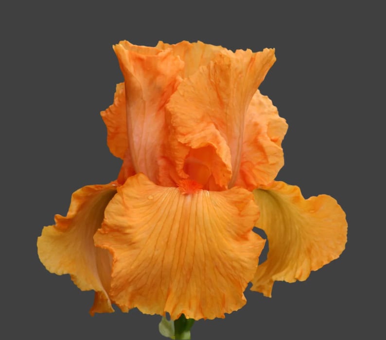 Tall Bearded Iris Rhizome - Coup de Soleil - Golden Yellow with Tangerine Beards - Iris germanica - Fall Preorder
