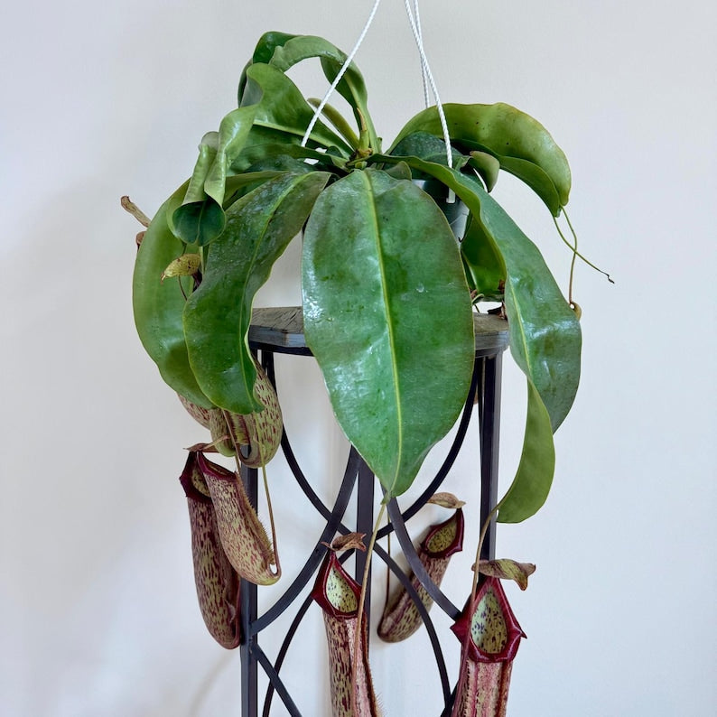 LIVE 8 Inch Hanging Basket Pitcher Plant, Rare Nepenthes, Unique Houseplant Gift for Plant Lovers, Tropical Insect Trap Plant