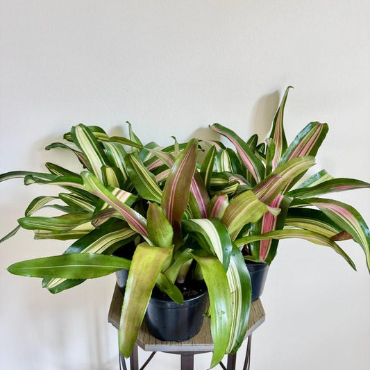 Bromeliad Plants Set of 3, Neoregalia Wolfgang & Tricolor, Rare Indoor Houseplants for Home Decor, Air Purifying Plants