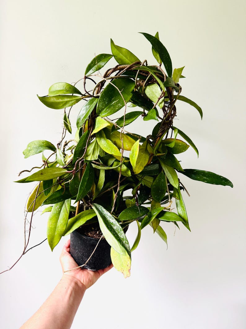 Hoya Pubicalyx 'Red Buttons' Live Plant in 6” Pot - Large Vining Hoya with Dark Red Flowers - Low Maintenance Houseplant