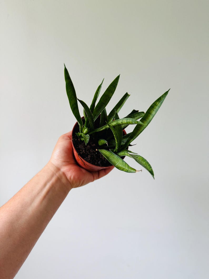 Sansevieria Lilliput - 4” Live Plant - Silver Snake Plant - Easy Care Houseplant - Sansevieria Trifasciata Lilliput