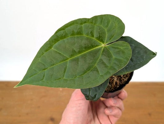 Anthurium 'Raven Soul' 4" Pot - Crystallinum x Luxurians - Tropical Houseplant - Exotic Indoor Plant