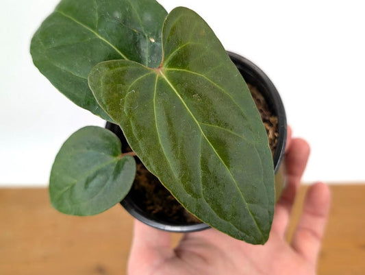 Anthurium Besseae x Pinkleyi 'Jungle Dreams' Tropical Hybrid Plant with Hoya Krimson Queen Offer - Exotic Houseplant for Sale