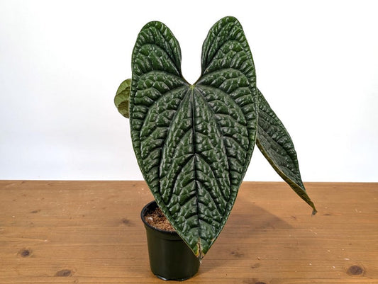Anthurium Luxurians Plant - XL 4" Pot - Tropical Houseplant - Anthurium clarinervium