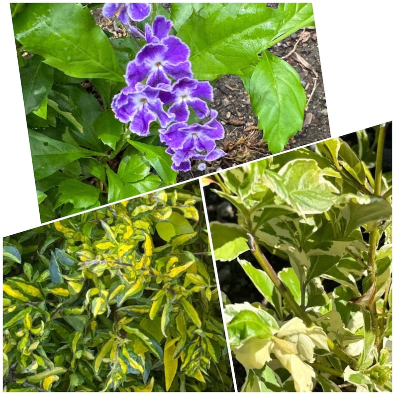 Duranta Erecta 'Skyflower' Live Plant in 1-Gallon Pot, Choose Sweet Memory, Gold Edge, or Variegated - Tropical Garden Accent