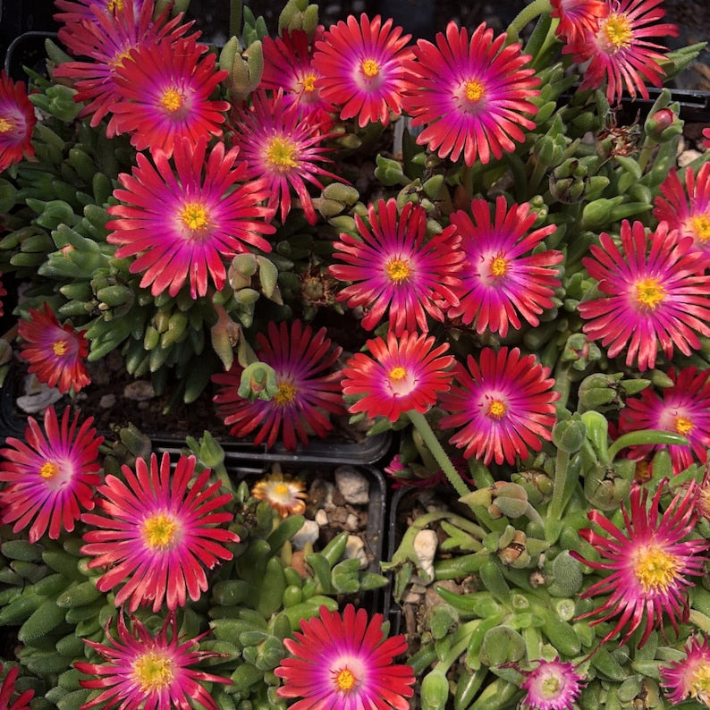 Ice Plant Live Starter Plant 2.5" Delosperma 'Jewel of the Desert Garnet' Succulent, Drought Tolerant Ground Cover