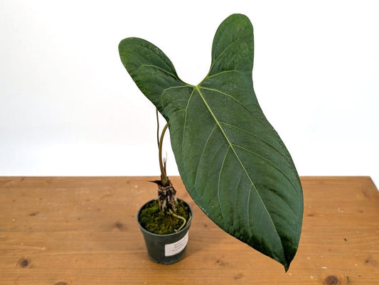 Anthurium Pinkleyi x Luxurians 'Happy Bunny' - 4" Pot - Tropical Plant - Ideal for Terrariums - Free Hoya Krimson Queen Offer