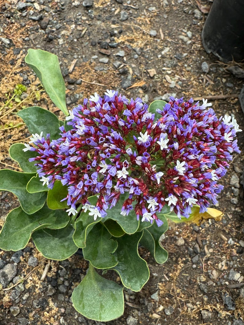 Statice Plant Limonium perezii Live 4-Inch or One Gallon Pot Purple Sea Lavender Drought Tolerant Perennial