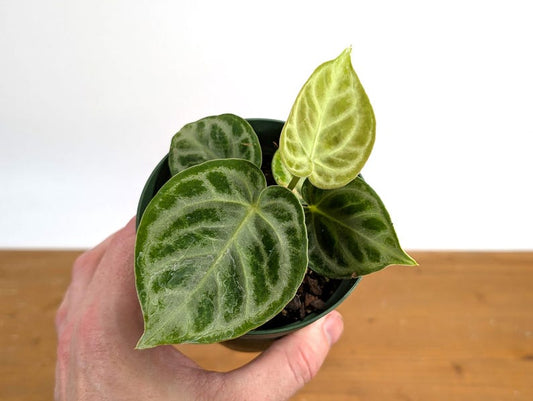 Anthurium Dorayaki Silver Blush Plant - Tropical Houseplant - Anthurium andreanum - Free Hoya Krimson Queen with 3+ Orders