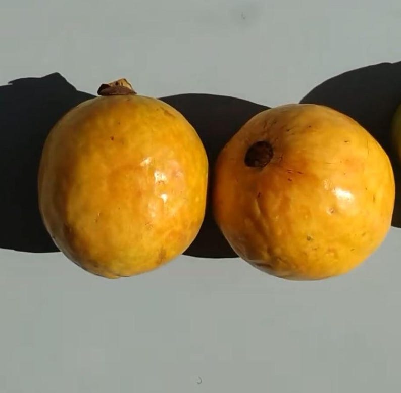 Micro Leaf Guava Plant 6-8 Inch Live Starter Plant "Psidium sp" - Pesticide-Free, Well-Established Roots, Tropical Variety
