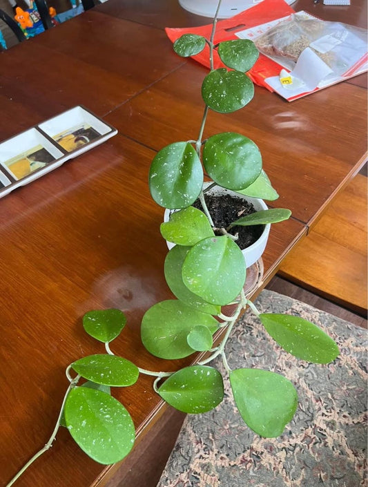 Big Obovata Splash Hoya Plant - Hoya obovata 'Splash' - Indoor Houseplant - Rare Variegated Succulent