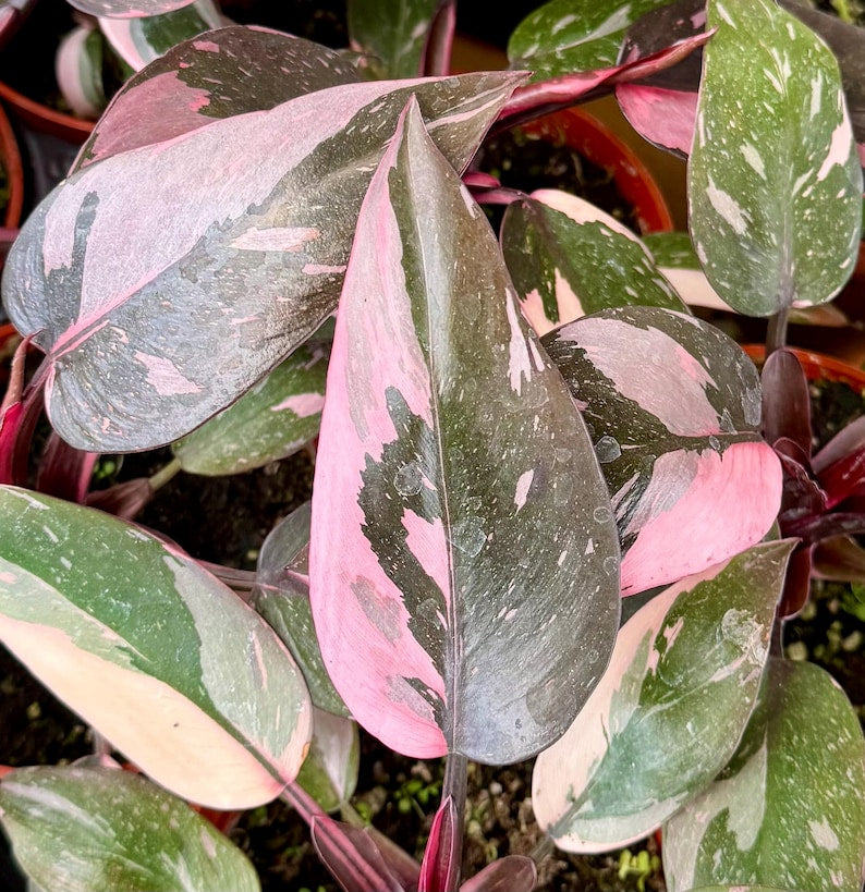 Pink Princess Philodendron Plant in 4" Pot | Variegated Tropical Houseplant | Philodendron erubescens