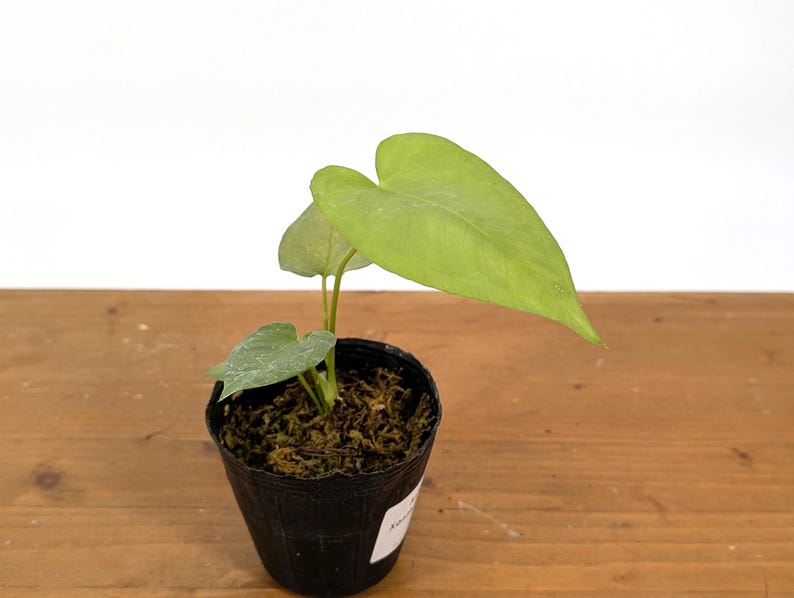Anthurium Xanthophylloides Rare Collector Plant - Tropical Houseplant - Exotic Green Foliage - Perfect for Plant Lovers