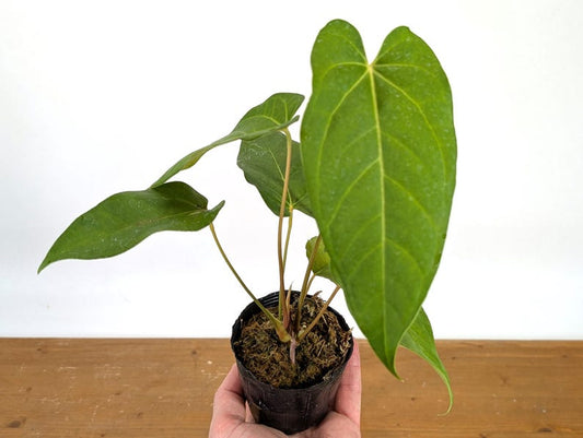 Anthurium Crystallinum x Insigne CF Hybrid Plant - Rare Tropical Collector Specimen - 4" Hoya Krimson Queen Bonus Offer