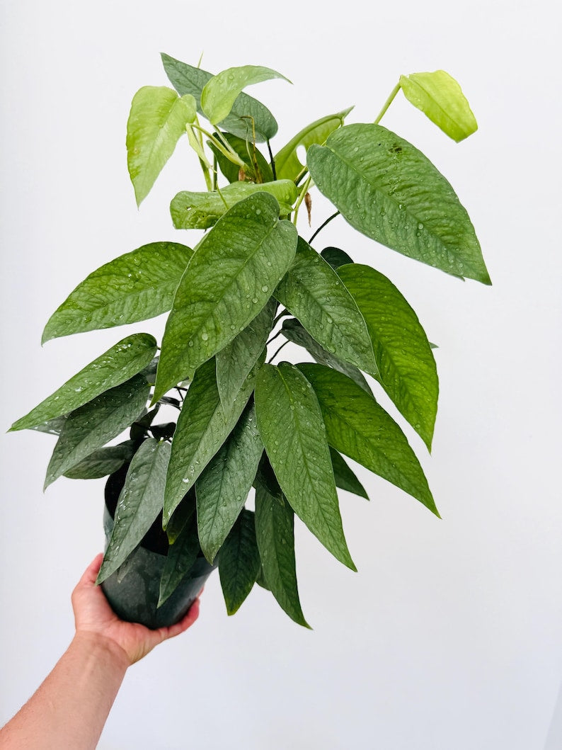 Pothos Cebu Blue Plant in 6" Pot - Epipremnum Pinnatum Cebu Blue - Rare Silver Blue Foliage Houseplant