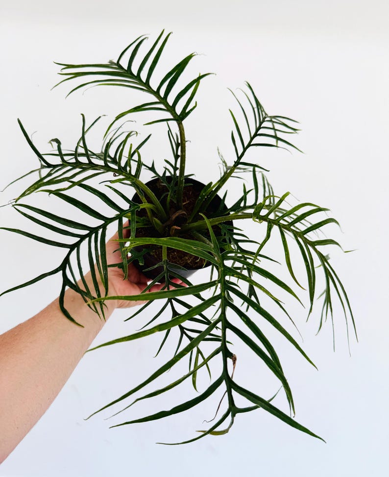 Philodendron Tortum Plant - 6” Live Rare Aroid with Corkscrew Leaves - Easy Care Houseplant - Philodendron Tortum
