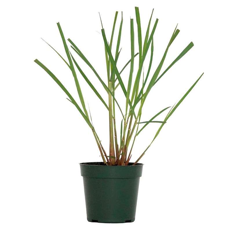 Citronella Grass 4" Pot Real Citronella Cymbopogon Nardus Natural Pest Defense Aromatic Plant