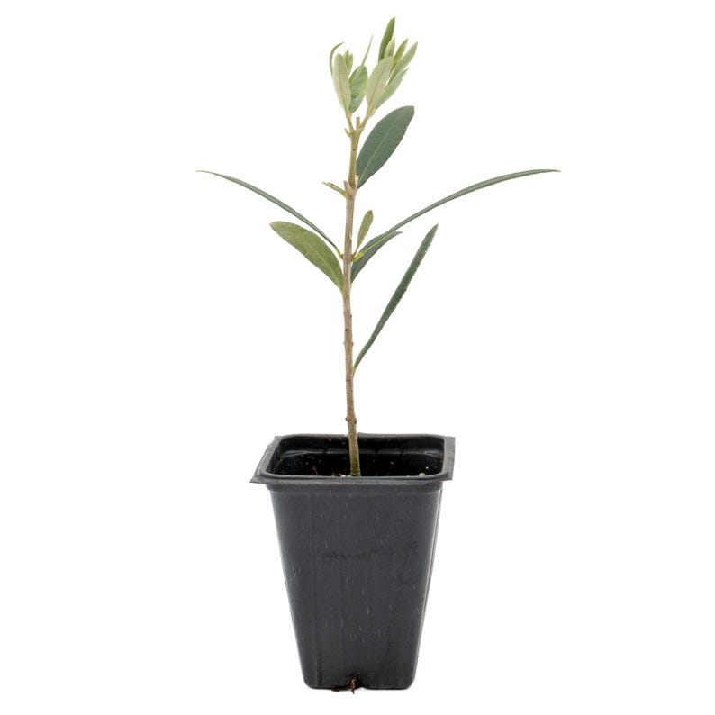 Fruitless Olive Tree Saplings | 2.5-inch Nursery Cubes | Olea Europaea Wilsonii | Drought-Tolerant Easy-Care Evergreen