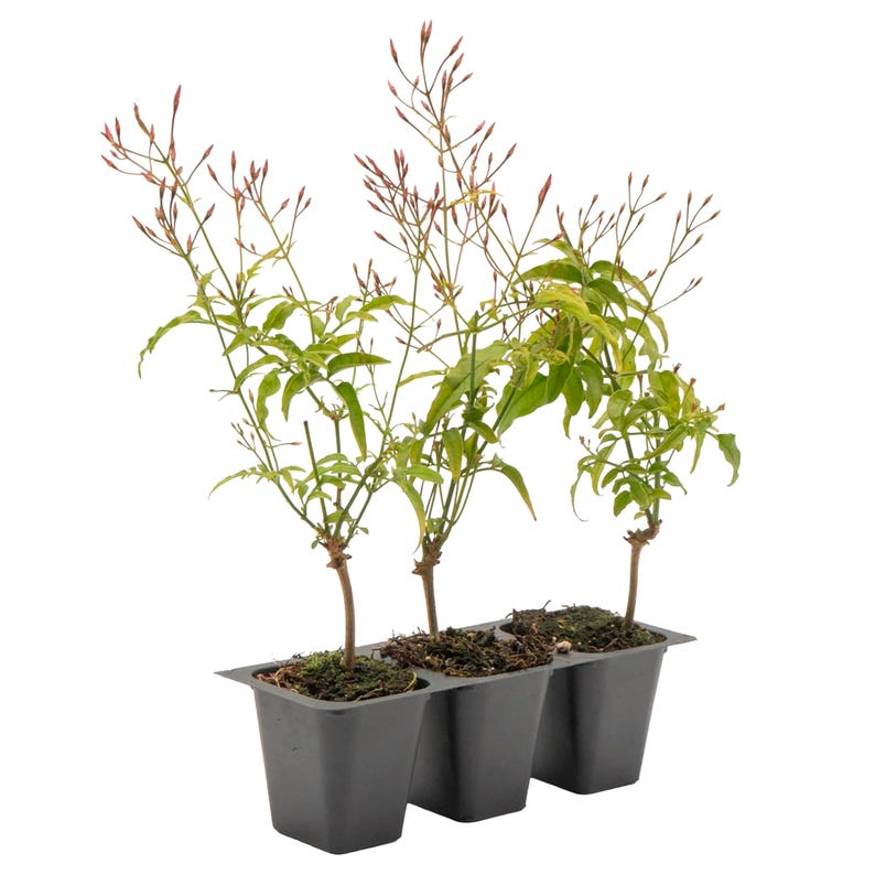 Pink Jasmine Live Plant 2.5” Jasminum Polyanthum Fast-Growing Vine with Captivating Fragrance & Stunning Pink Blooms