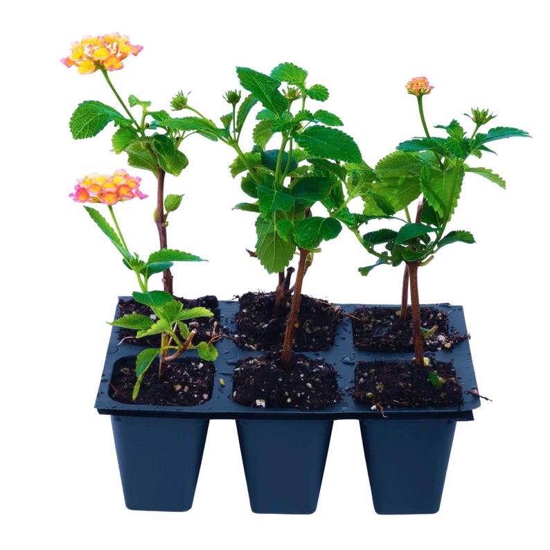 Lantana Confetti Live Plants - 2.5" Nursery Cubes - Colorful Lantana - Lantana Camara