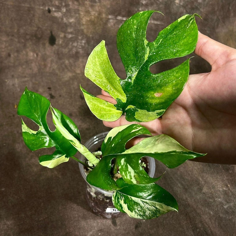 Rare Variegated Rhaphidophora Tetrasperma Albo Plant in Nursery Pot - Mini Monstera - Rhaphidophora tetrasperma 'Albo' - US Seller