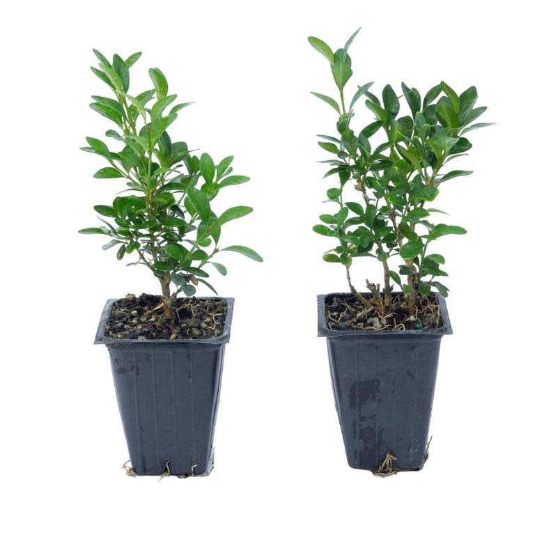 Green Velvet Boxwood Live Plant 2.5” Nursery Cube Buxus ‘Green Velvet’ Compact Evergreen for Hedges & Accents