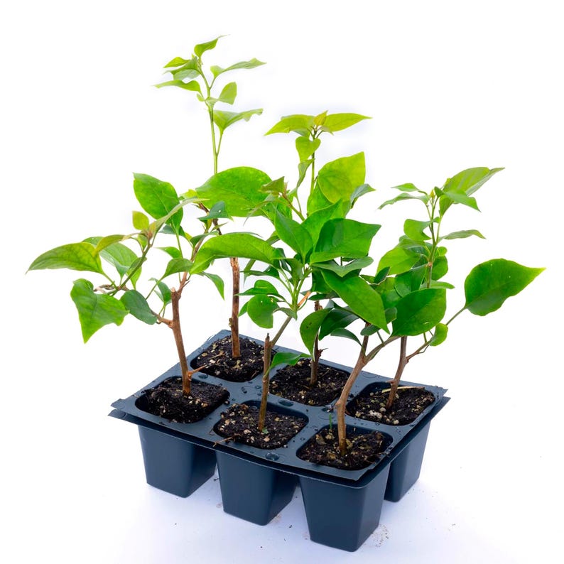Miami Pink Bougainvillea Live Plant 2.5” Nursery Cube Bright Pink Flowers Bougainvillea glabra, Low Maintenance Vine/Shrub