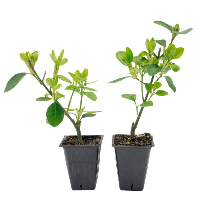 Live Manhattan Euonymus Plants - 2.5” Cubes - Evergreen Shrub - Euonymus Kiautschovicus ‘Manhattan’ - Glossy Foliage for Hedges