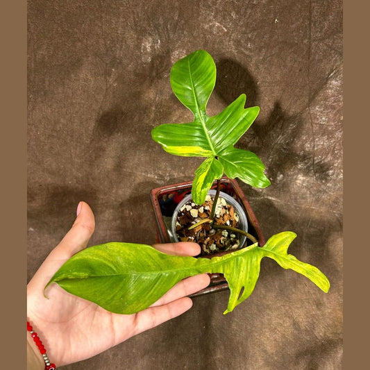 Variegated Philodendron Florida Beauty Plant in Nursery Pot - Rare Houseplant with Creamy White Foliage - Philodendron 'Florida Beauty'