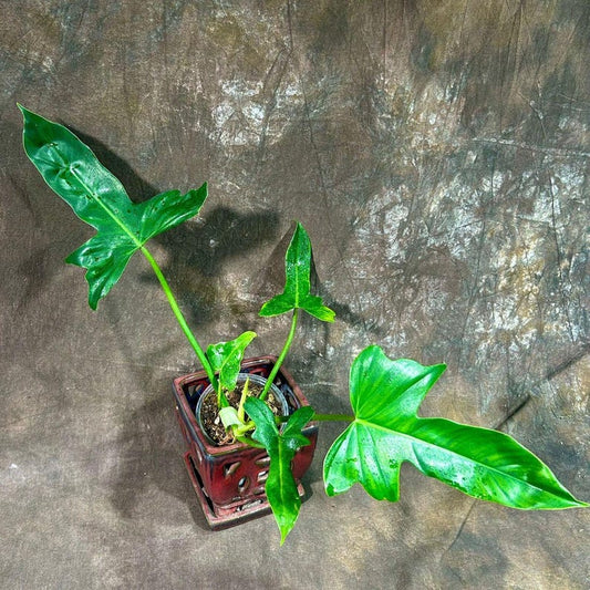 Variegated Philodendron Florida Beauty Live Plant - Rare Collector Indoor Houseplant - Philodendron 'Florida Beauty'
