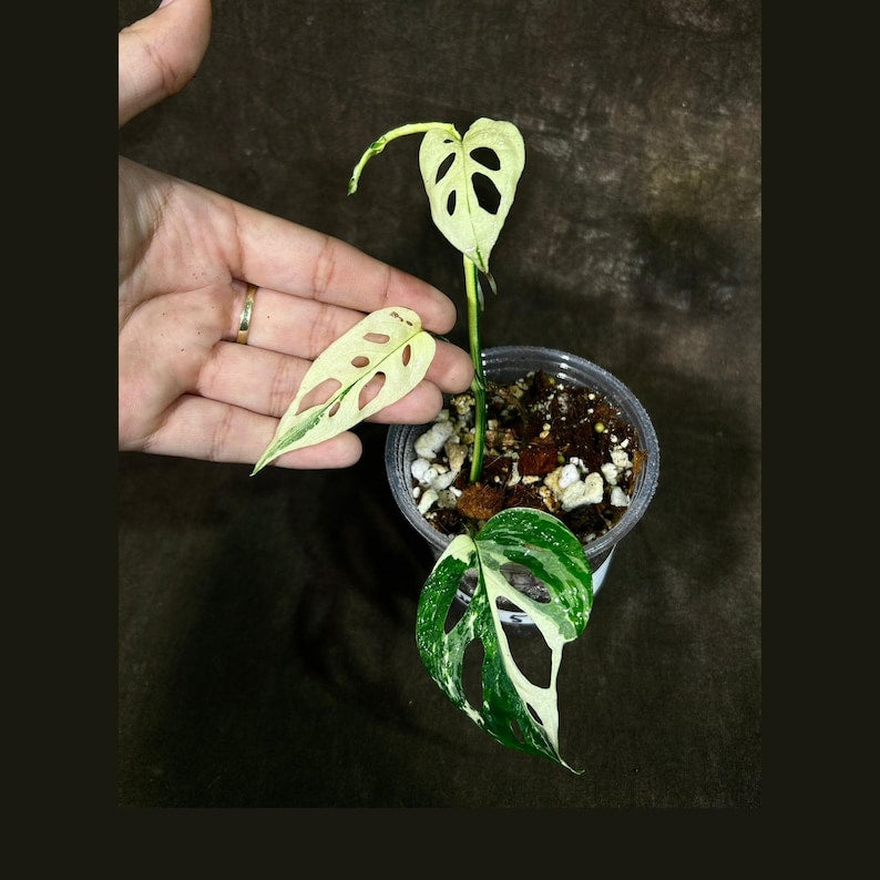 High Variegated White Monstera Adansonii Albo in Nursery Pot - Rare Swiss Cheese Plant - Unique Houseplant for Collectors