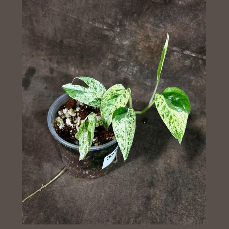 Rare Epipremnum Pinnatum Albo Variegated Plant in Nursery Pot - Indoor Houseplant - Tropical Vining Plant - Epipremnum Pinnatum 'Albo'