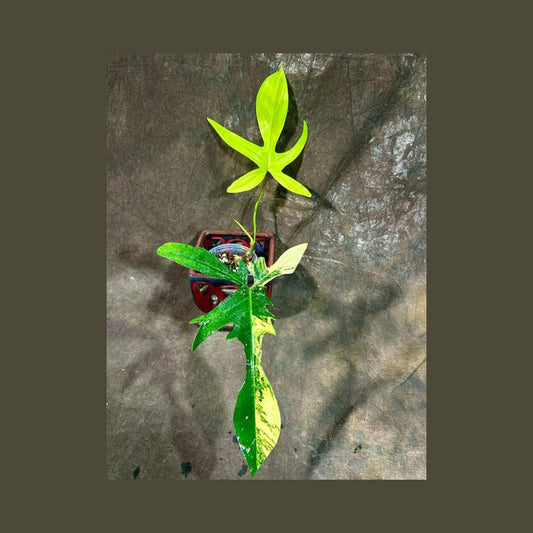 Variegated Philodendron Florida Beauty Plant in Nursery Pot - Philodendron 'Florida Beauty' - Rare Indoor Houseplant