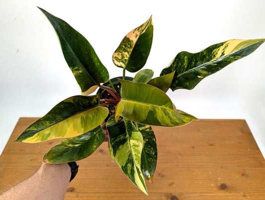 Vibrant Variegated Yellow Congo Philodendron Plant - Rare Tropical Houseplant - Philodendron Congo Variegated
