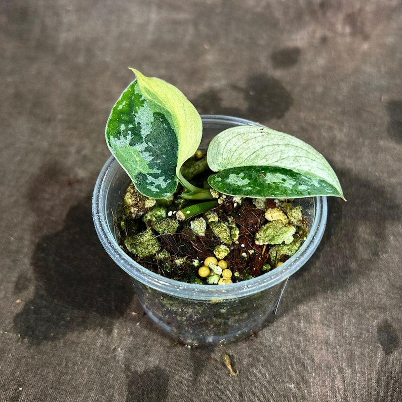 Rare Scindapsus Mayari Variegated Plant in Nursery Pot | Silver Satin Pothos | Scindapsus pictus | Indoor Houseplant