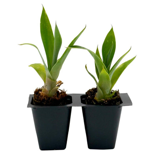 Blue Fox Tail Agave | 2.5 Inch Nursery Cubes | Drought-Tolerant Succulent | Agave attenuata 'Boutin Blue' | Blue-Green Leaves